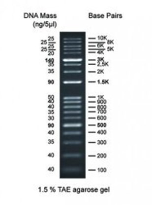 Slika za DNA LADDER 1KB